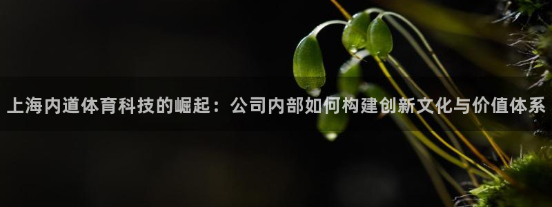 上海内道体育科技的崛起：公司内部如何构建创新文化与价值体系